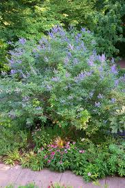 Image result for Vitex