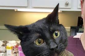 Funny cats on gifs the cat got bored and he made a bloodthirsty attack on a neighbor the cat does not know the price of toilet paper facebook twitter reddit whatsapp tumblr pinterest vk email. This Cat With Its Head Stuck In A Vase Is Reddit S New God