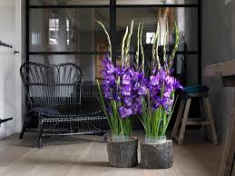 Check spelling or type a new query. Tips For Arranging And Caring For Cut Gladioli Hgtv