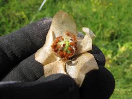 Image result for Nicandra physalodes