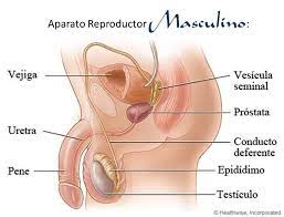 Los principales órganos externos son los testículos, el epidídimo y el pene.los testículos se alojan en el escroto o saco escrotal, formado por un conjunto de envolturas que los cubren y alojan. Aparato Reproductor Femenino Y Masculino Home Facebook
