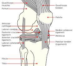 A basic human skeleton is studied in schools with a simple diagram. Anatomy And Physiology Lab I On Openalg