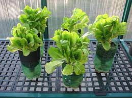 17 Homemade Hydroponic Systems You Can Make By Yourself Hydroponics Diy Hydroponic Gardening Hydroponic Farming