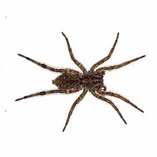 There are only three species of camels, the dromedary camels, bactrian camels, and wild bactrian camels. Types Of Spiders In The Las Vegas Area Pest Library