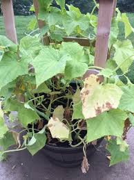 We did not find results for: Cucumber Cucumber Leaves Are Dying Turning Yellow With Bitter Fruit