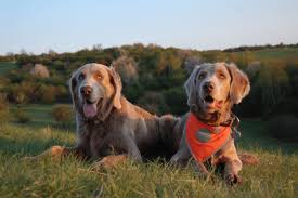 Image result for výmarský dlouhosrstý ohař