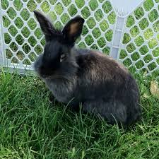 Black Pearl My Rex Lionhead Cross Rabbit Hase