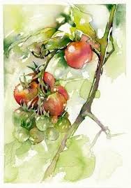 Tomato Study 1 Solanum Lycopersicum Watercolor Print Watercolor Fruit Watercolor Flowers