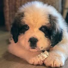 When you start looking into saint berdoodle puppies, you will quickly realize that this dog does not stay puppy size for very long. Mason Creek Saint Berdoodles Llc Home Facebook