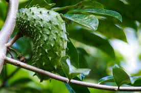 Bagi siapa saja yang berminat menanam pohon durian berikut sedikit info tentang pohon durian. Syarat Tumbuh Tanaman Sirsak Dan Cara Budidaya Buah Sirsak