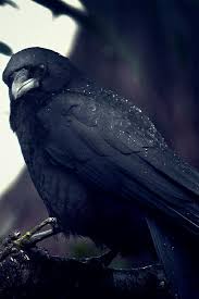 Pin By Shadow On Animals Crow Photography Black Bird Crows Ravens