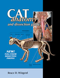 It is performed with a higher radiation dose and larger dose of iv contrast, which helps to evaluate subtle areas of bowel inflammation. Cat Anatomy And Dissection Guide With Photos Bluedoor Publishing