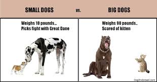 Small Dogs Vs Big Dogs Dogs Cute Aww Puppies Doglovers Puppy Dog Big Dogs Small Dogs Dogs