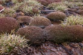 Image result for Subularia monticola