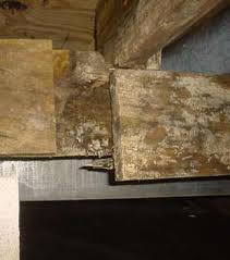 One of the biggest causes of mold in the basement is flooding. Home Mould Investigation In Chatham London Sarnia Windsor Dust Mite Control In On