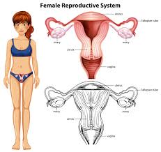 Terms for the sexuality of individual flowers: Female Reproductive System On White Background 301297 Vector Art At Vecteezy
