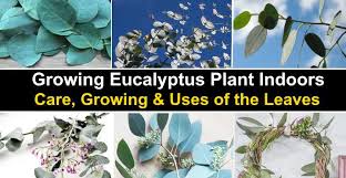 You may be most familiar with eucalyptus as the favorite plant of australia's koala, which is where the tree is most plentiful. Eucalyptus Plant Care Growing Guide And Uses Of The Leaves