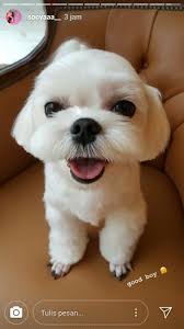 Dalgom Cute Ohh I Love You Kore Modasi