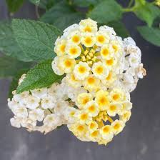 Image result for Lantana