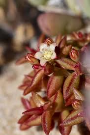 Image result for Crassula maputensis