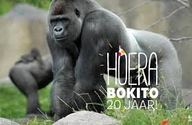 1,418 likes · 2 talking about this. Diergaarde Blijdorp Rotterdam Zoo Bokito 20 Jaar Facebook