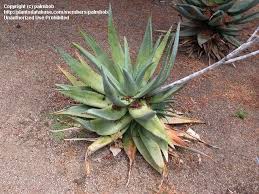 Image result for Aloe littoralis