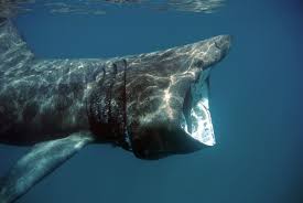 Check spelling or type a new query. Basking Shark Project The Drop In Blog Moss Landing Marine Labs