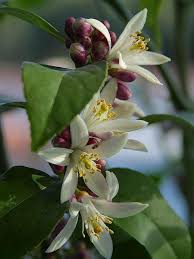 The flowers are so delicate that if i just blow on them they will fall off. How To Grow A Meyer Lemon Tree Indoors Or Outdoors Dengarden