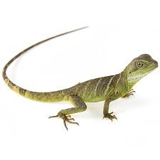 Up to 24 inches long, half of this being its tail. Water Dragons For Sale Physignathus Cocincinus Petco
