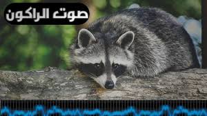 الرَاكُون أو الرَاقُون أو الرَاتُون (الاسم العلمي: Ø§Ù„Ø±Ø§ÙƒÙˆÙ† Golden Zoo ØµÙˆØª Ø­ÙŠÙˆØ§Ù† Ø§Ù„Ø±Ø§ÙƒÙˆÙ† Raccoon Sound Youtube