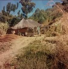 Image result for Cordia mukuensis