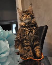 £100 (six months or under) rabbit: Kitten Cat For Sale Novocom Top