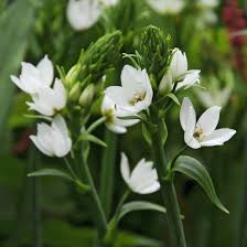 Image result for Ornithogalum pulchrum