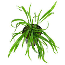 Lange zeit war man davon überzeugt, dass hier eine erkrankung vorliegt. Cryptocoryne Spiralis Var Caudigera Topf Aquasabi