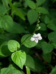 Image result for Asystasia