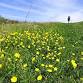 An Introduction to Pollinator Plots