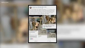 To promote commitment to and respect for all animals and free them from suffering, abuse, and exploitation. A Second Chance Dogs Held At Glenn Heights Police Department Will Soon Be Adopted Wfaa Com