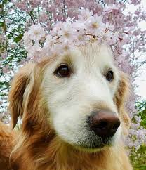 Check spelling or type a new query. The Golden Ratio On Twitter When We Ve Lost Or Been On The Verge Of Losing Dogs In The Past I Post My Favorite Pics Of Them Which Often Have Them In Flowers