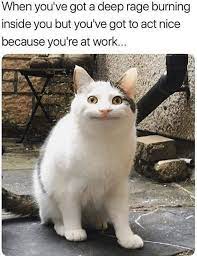 These 20 Cutest Cat Memes Will Make You Lol Cute Cat Memes Funny Cat Memes Funny Animal Memes