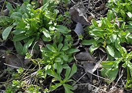 N Arrachez Pas La Mache Cueillez La Delicatement En Saisissant La Plante Entre Le Pouce Et L Ind Cuisine Sauvage Plantes Sauvages Plantes Sauvages Comestibles