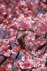 Kissing Cherry Blossoms Cherry Blossom Flowering Trees Blossom