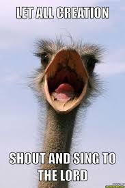 Check Out The Free Meme I Made With Meme Maker Https Itunes Apple Com Us App Meme Maker Free Quick Easy Id1178554278 L Big Bird Beautiful Birds The Ostrich