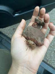 January 19, 2016 / 3:06 pm / cbs news. Used For Cicada Shells Realwitchcraft