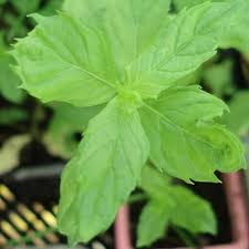 Even if you like spearmint mojitos, try the original cuban recipe, made with hierbabuena mint. Mojito Mint Live Plant Mentha Spicata For Sale