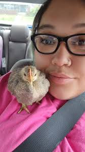 Why do favorite chickens turn out to be roosters?