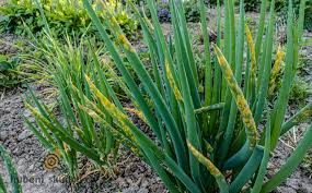 Image result for rez rzivost ostru%u017Einy