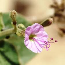 Image result for Commicarpus