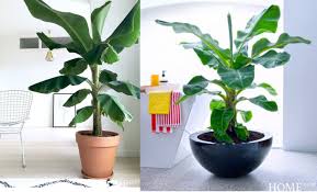 Kebanyakan tanaman dalam ruangan memiliki label yang berisi nama umum dan nama ilmiah tanaman. Pohon Pisang Juga Bisa Menjadi Tanaman Dalam Ruangan Yang Indah Aura Co Id