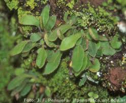 Image result for Elaphoglossum spathulatum