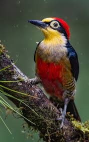 Pin By On Birds Animals Birds Bird